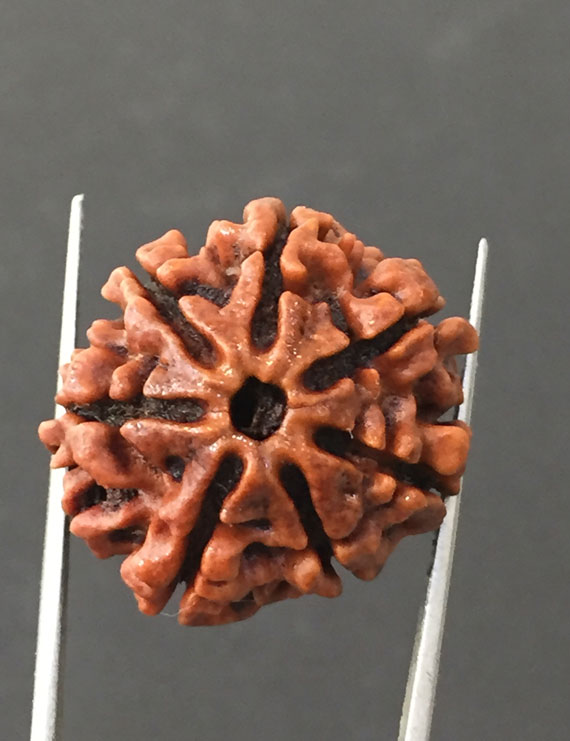 7 Mukhi Certified Nepali Rudraksha Size- 24 mm